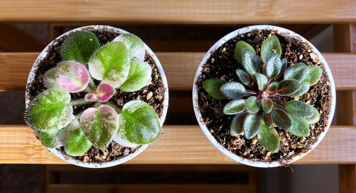 Micro-miniature African Violets