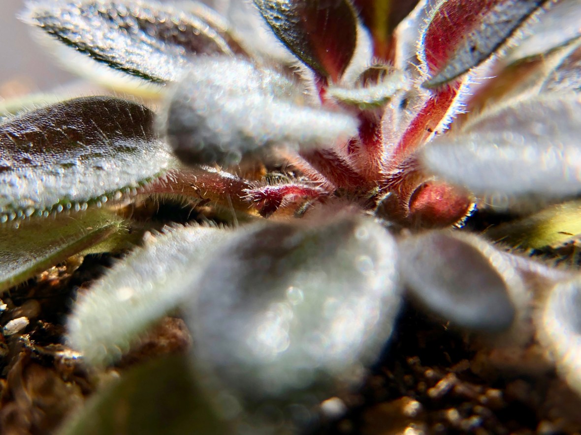 'SK First Love' flower bud