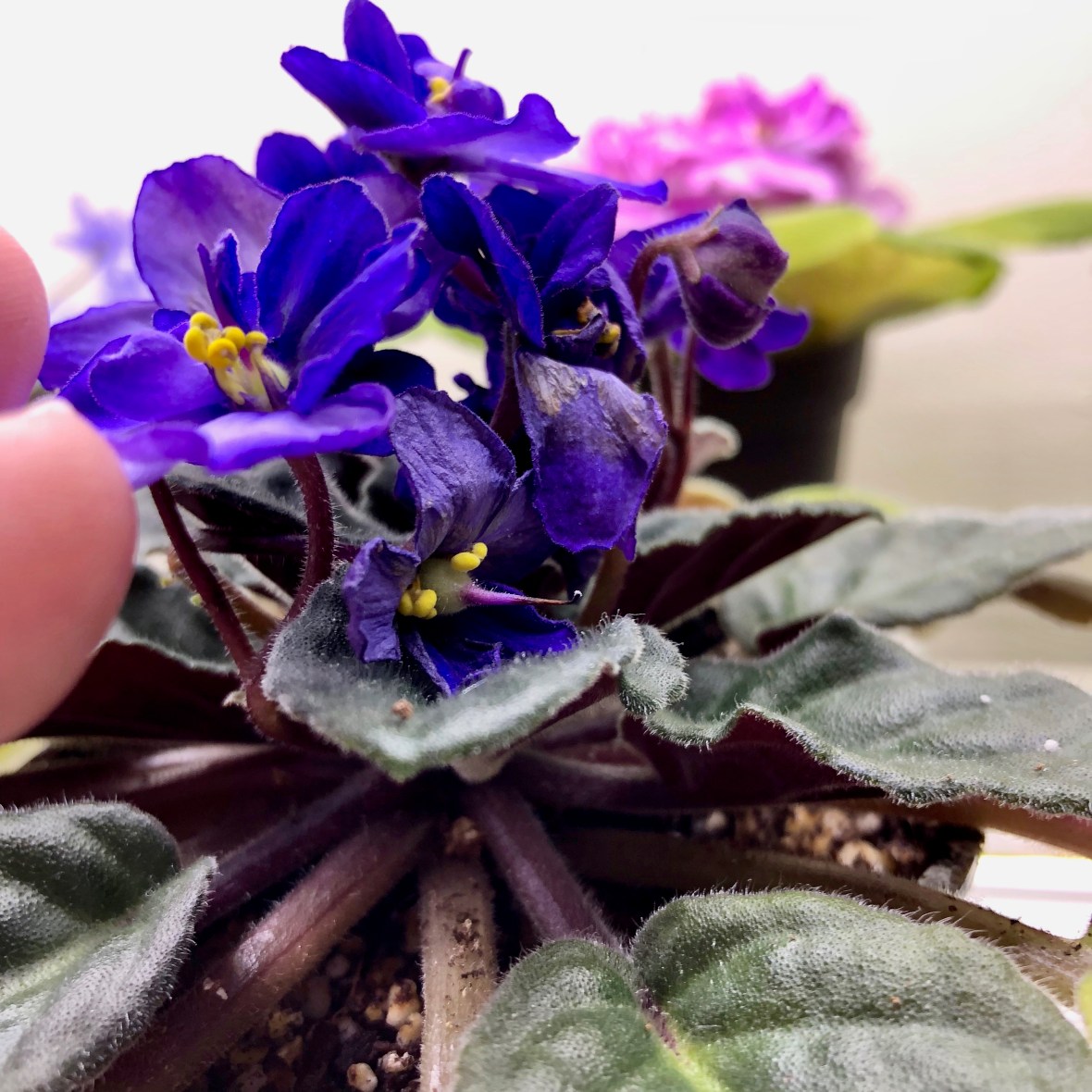 Pastel Princess x Op. Rhapsodie Lucia